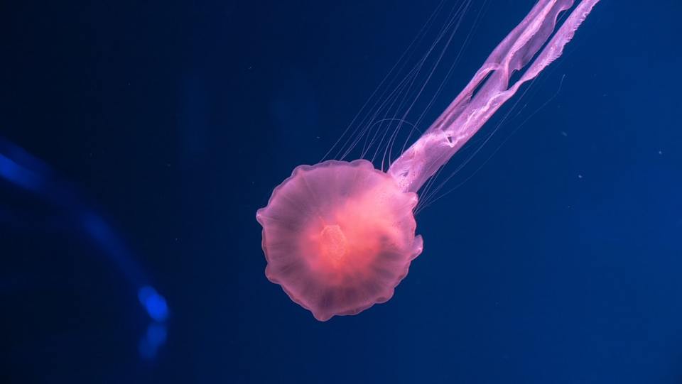 Immersion dans le monde réaliste des ingrédients cosmétiques