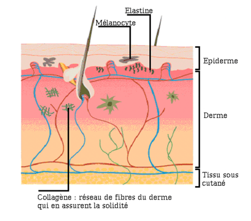 schéma explicatif des différentes couches de la peau